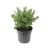 140mm Westringia Grey Box - Westringia fruticosa WES04