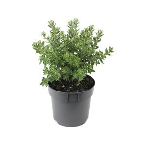 140mm Westringia Grey Box - Westringia fruticosa WES04
