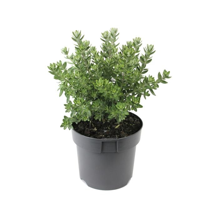 140mm Westringia Grey Box - Westringia fruticosa WES04