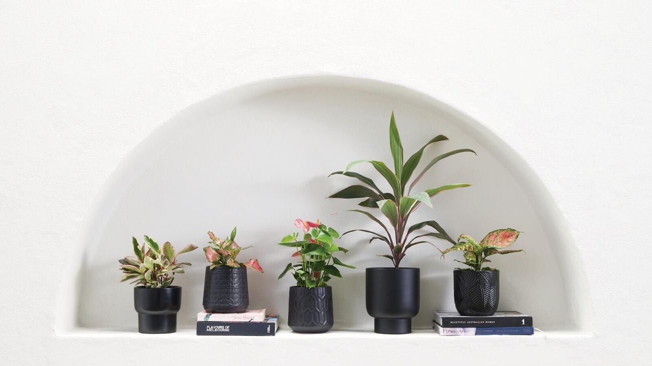 Multiple plant pots on a display shelf inside a room