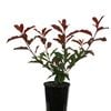 175mm Red Tip Photinia - Photinia Red Robin