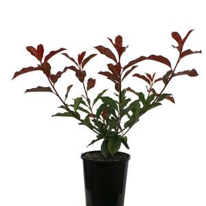 175mm Red Tip Photinia - Photinia Red Robin