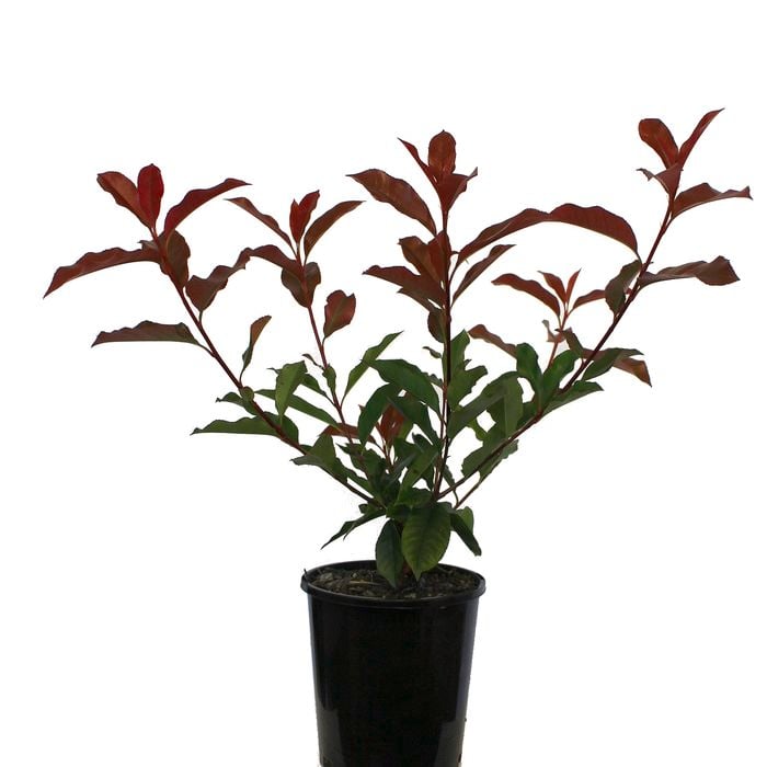 175mm Red Tip Photinia - Photinia Red Robin