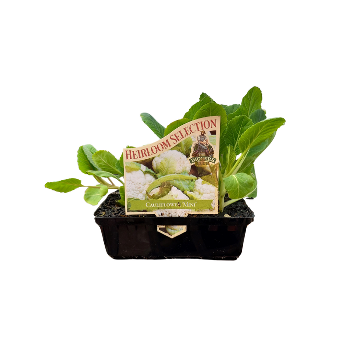 Punnet Cauliflower 'Mini' - Brassica Oleracea