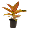 120mm Chinese Evergreen - Aglaonema Golden Star