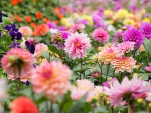 Colorful dahlia flowers