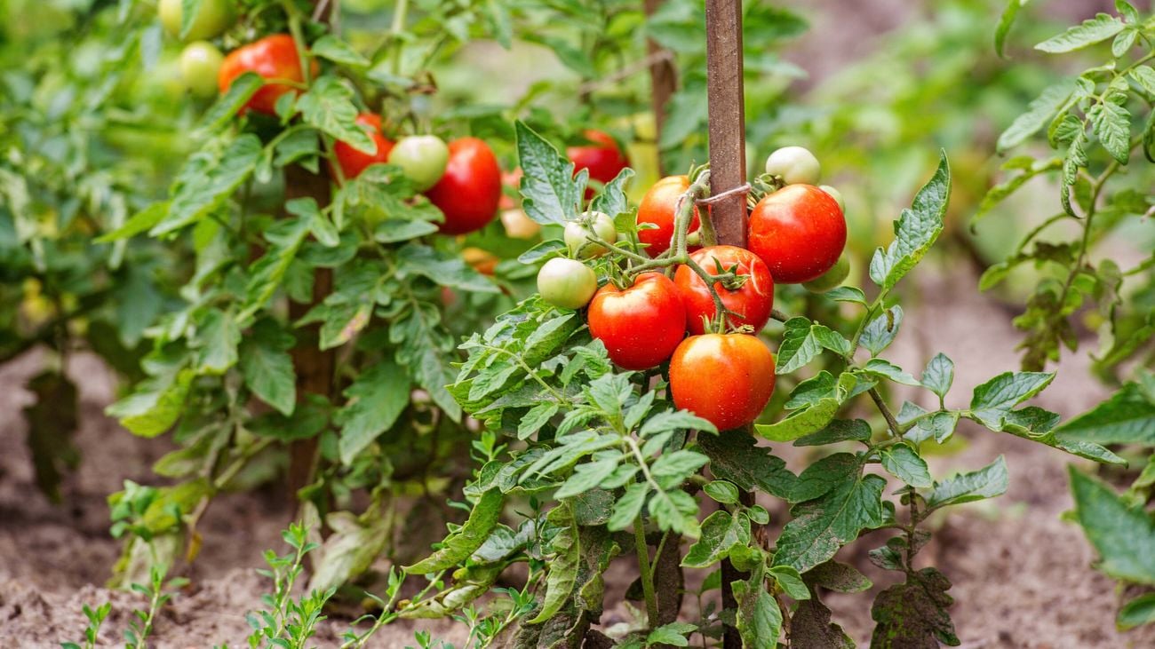 Tomato plants attached to stakes in a garden outside.