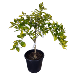 30L Orange Harwood Late - Citrus sinensis