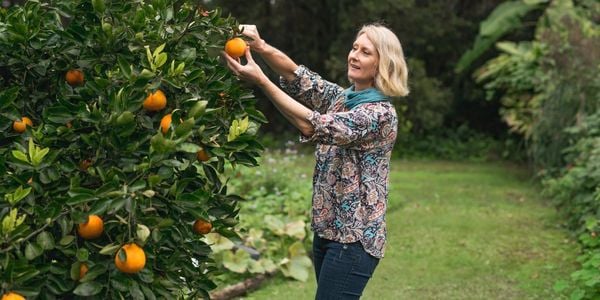 Person picking fruit from citrus tree.