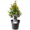 180mm Syzygium Hinterland Gold - Syzygium australe