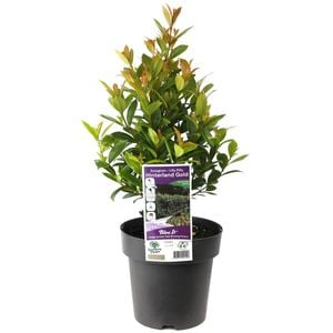 180mm Syzygium Hinterland Gold - Syzygium australe