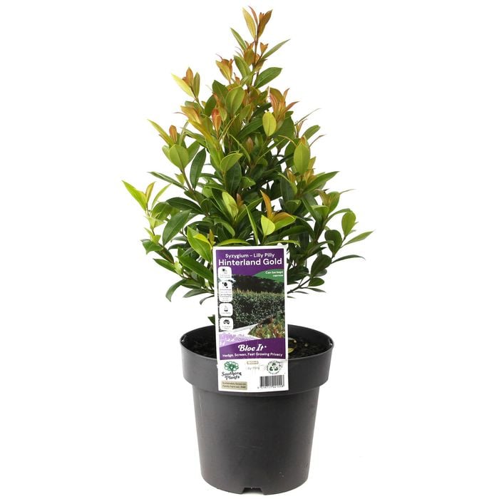 180mm Syzygium Hinterland Gold - Syzygium australe