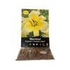 Yarra Valley Bulbs Lilium Manissa 2 Pack