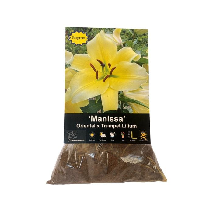 Yarra Valley Bulbs Lilium Manissa 2 Pack