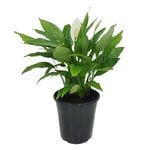 250mm Peace Lily - Spathiphyllum floribundum