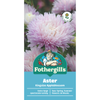 Fothergill's Aster Kingsize Appleblossom