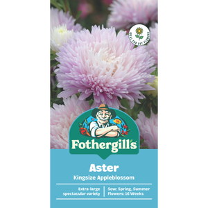 Fothergill's Aster Kingsize Appleblossom
