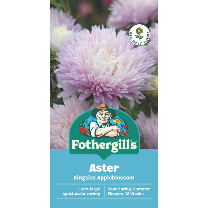 Fothergill's Aster Kingsize Appleblossom