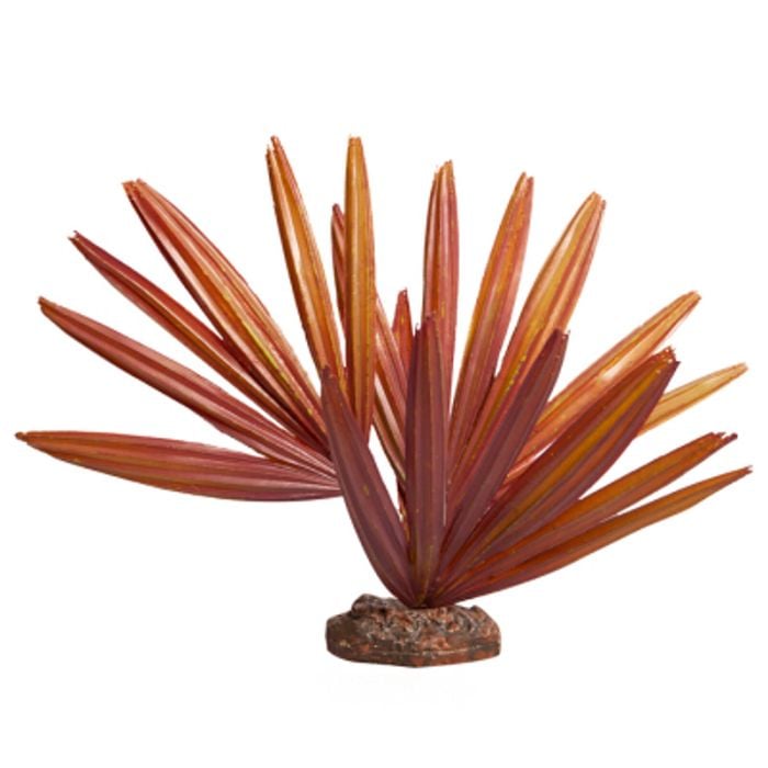 Chambeyronia Red With Ceramic Base