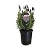 3.5L Lavender Helmsdale - Lavender stoechas Helmsdale