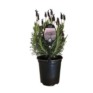 3.5L Lavender Helmsdale - Lavender stoechas Helmsdale