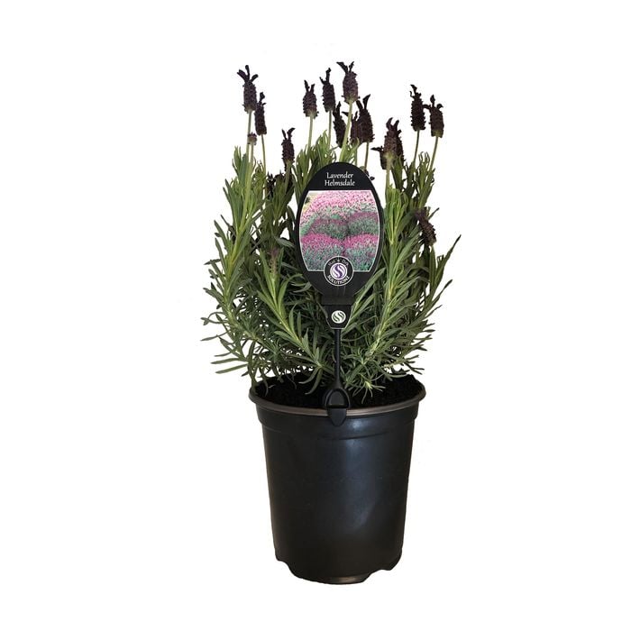 3.5L Lavender Helmsdale - Lavender stoechas Helmsdale