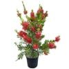 4L Bottle Brush Red Cluster - Callistemon citrinus