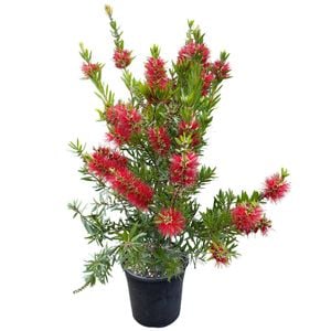4L Bottle Brush Red Cluster - Callistemon citrinus