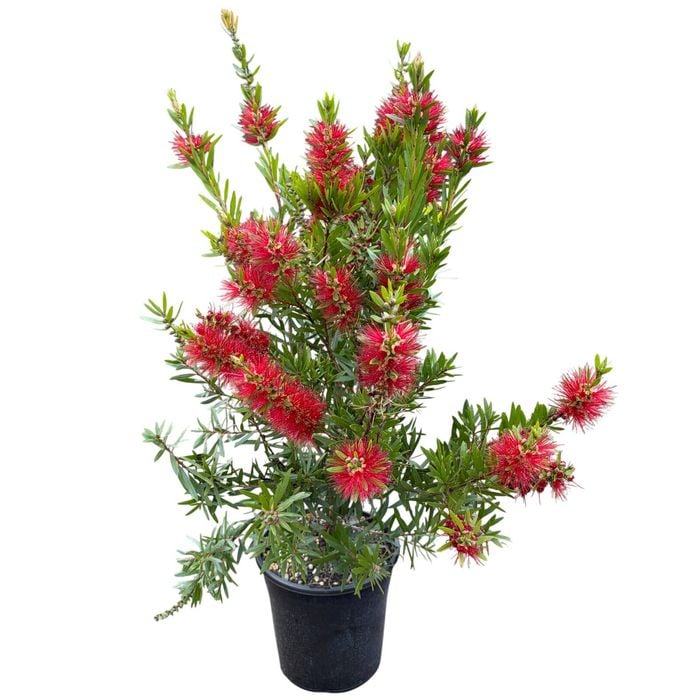 4L Bottle Brush Red Cluster - Callistemon citrinus