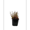 1.5L Dwarf Rotala - Rotala rotundifolia