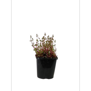 1.5L Dwarf Rotala - Rotala rotundifolia