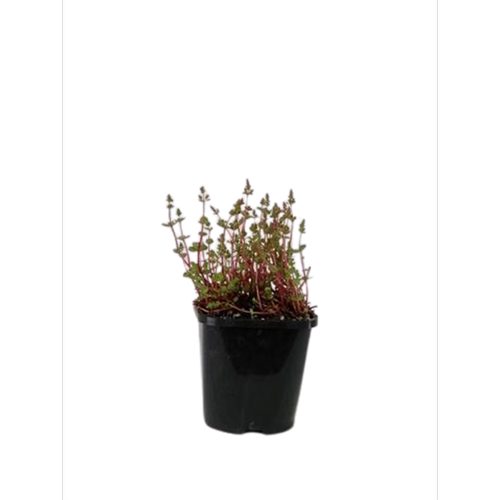 1.5L Dwarf Rotala - Rotala rotundifolia