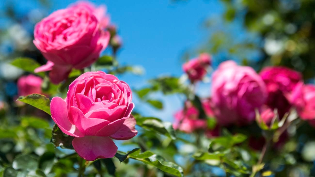 Rose close up.