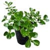 2L Coprosma 'Poor Knights' - Coprosma Repens 'Poor Knights'