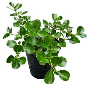 2L Coprosma 'Poor Knights' - Coprosma Repens 'Poor Knights'