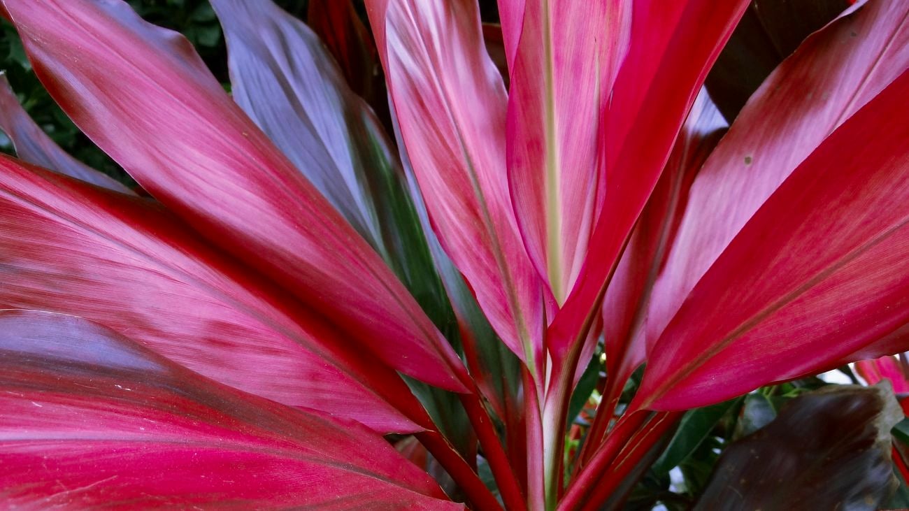 A close up of a cordyline plant.