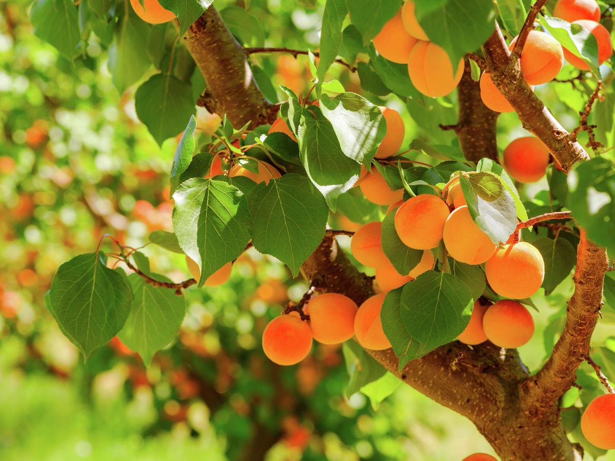 How To Plant And Grow Apricots - Bunnings New Zealand