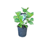 2.5L Hydrangea Mop Head - Hydrangeaceae