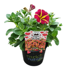 170mm Petunia Premium Assorted