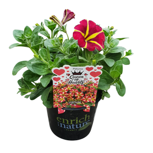 170mm Petunia Premium Assorted