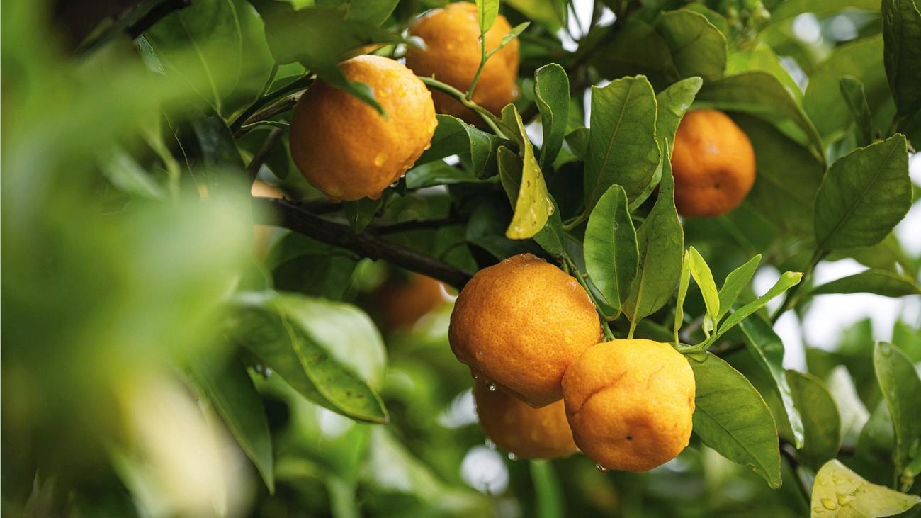 Close up of fruit on tree