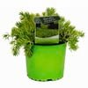 130mm Golden Planet - Sedum