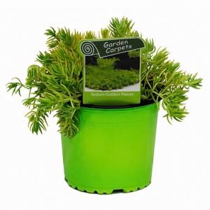 130mm Golden Planet - Sedum