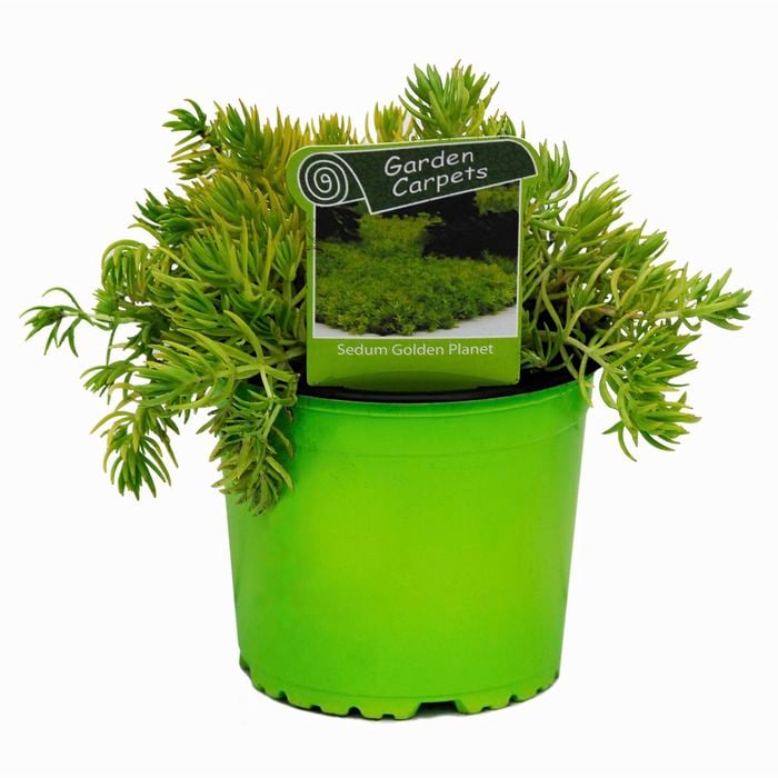 130mm Golden Planet - Sedum