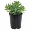 140mm Sedum Pure Joy - Sedum delphinium