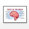 Parts Of the Brain Educational Scheme  Print 100% Australian Made 120x90cm  (Poster)