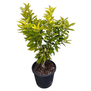 30L Orange Navelina - Citrus x sinensis