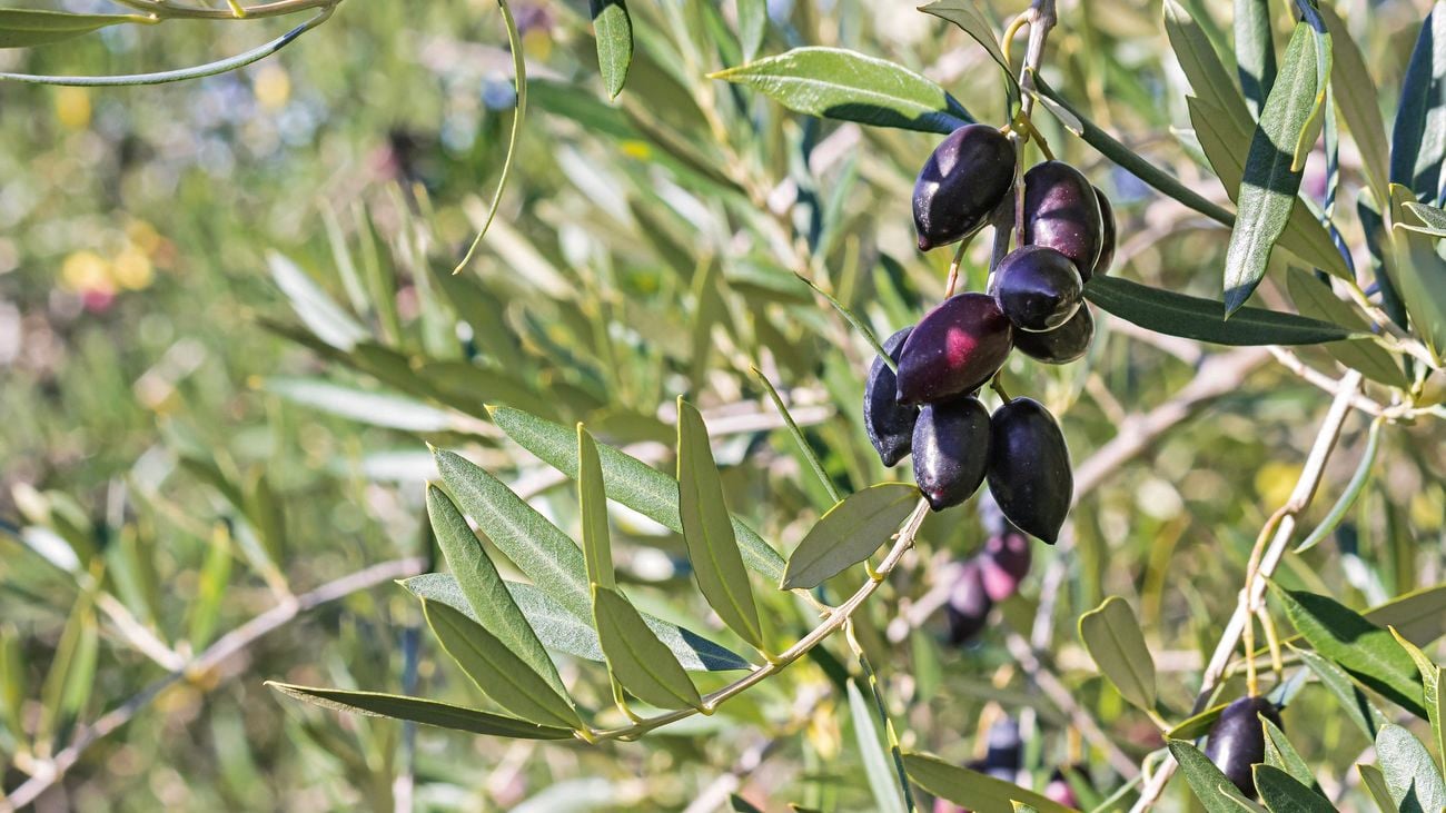 Close up of Greek Kalamata olive tree with ripe olives hanging on olive tree branches.]
