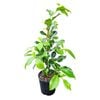 2L Tuffy Fig - Ficus tuffi