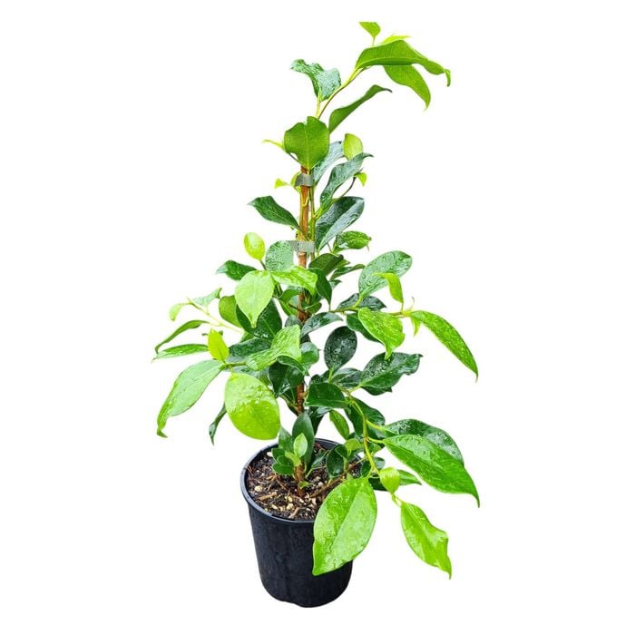 2L Tuffy Fig - Ficus tuffi